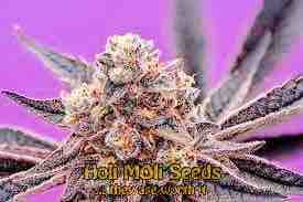 mendocino purps cannabis pics