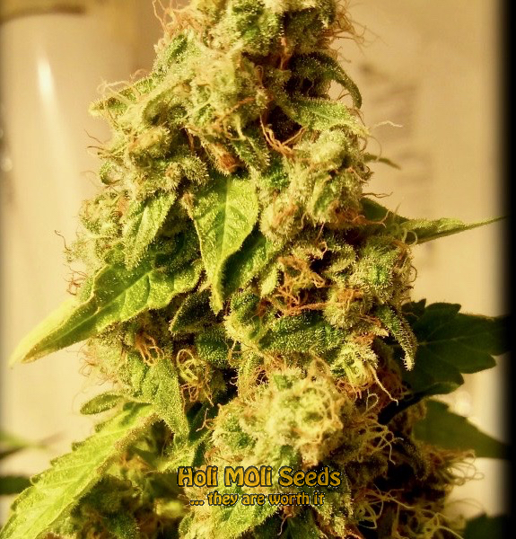 moby dick cannabis pics