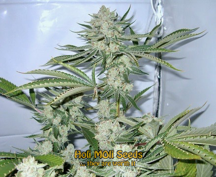 motor breath cannabis pics