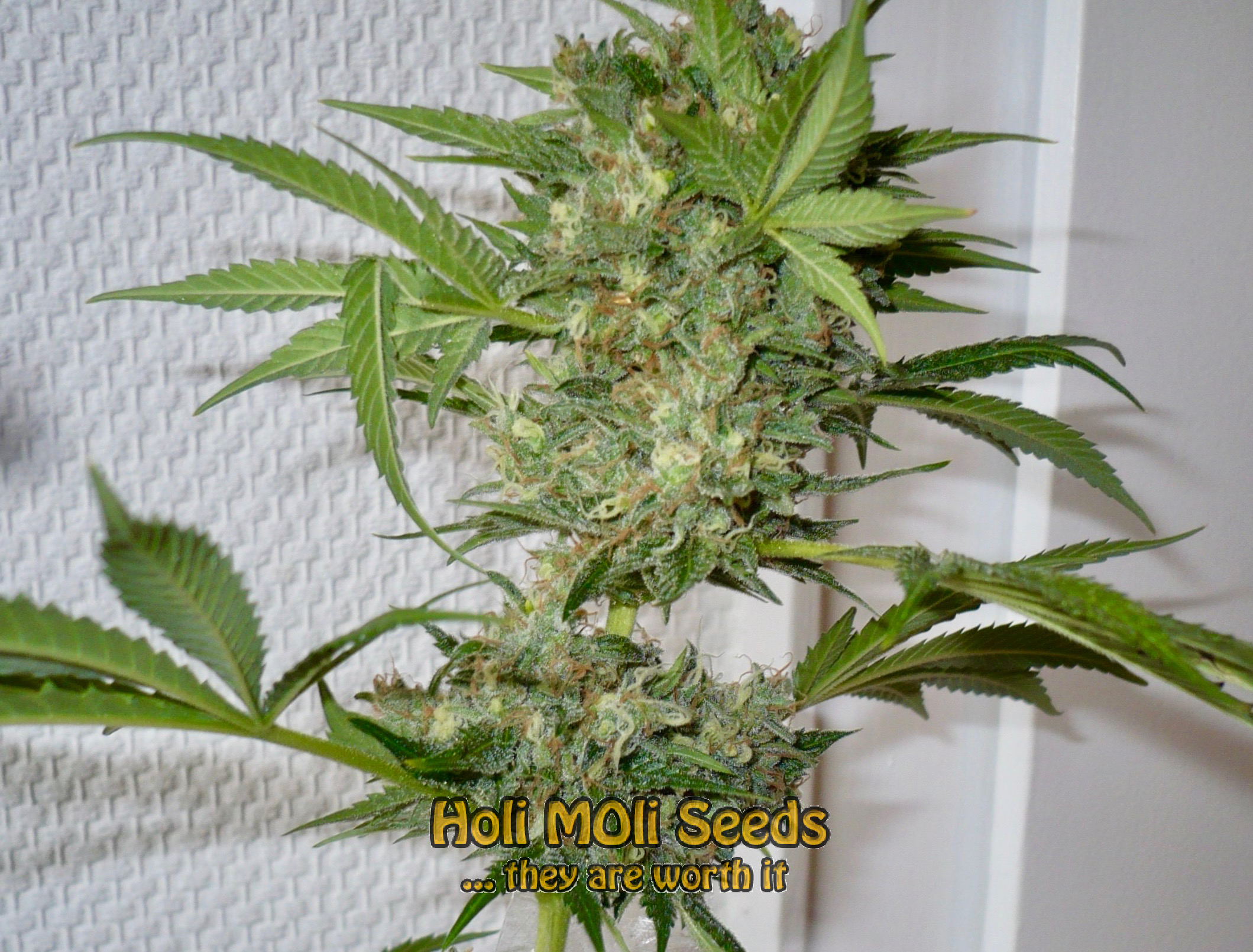 motor breath cannabis pics