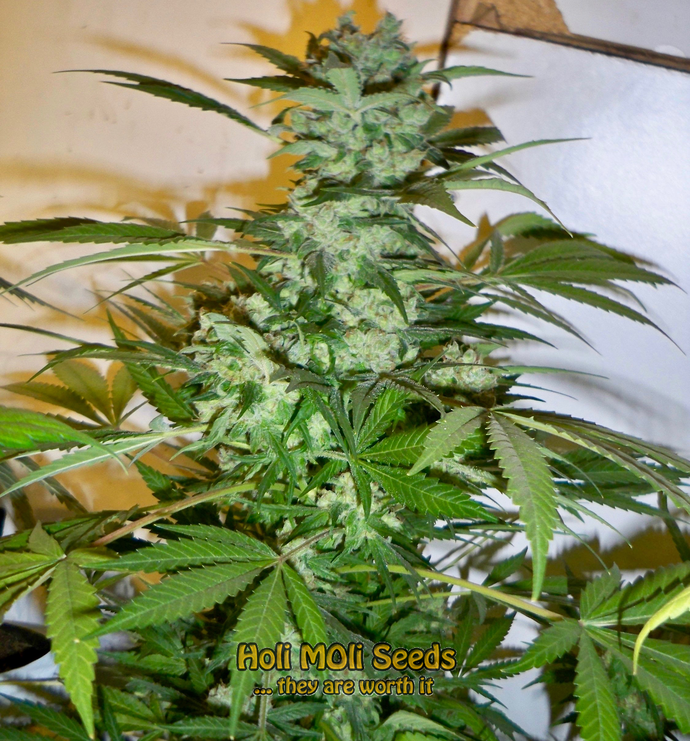 nevilles haze cannabis pics