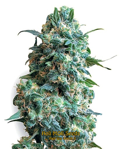 nicoles kush cannabis pics