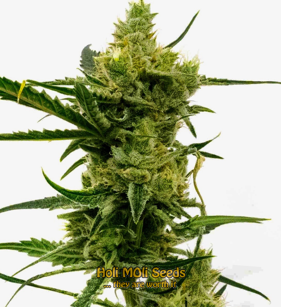 nicoles kush cannabis pics