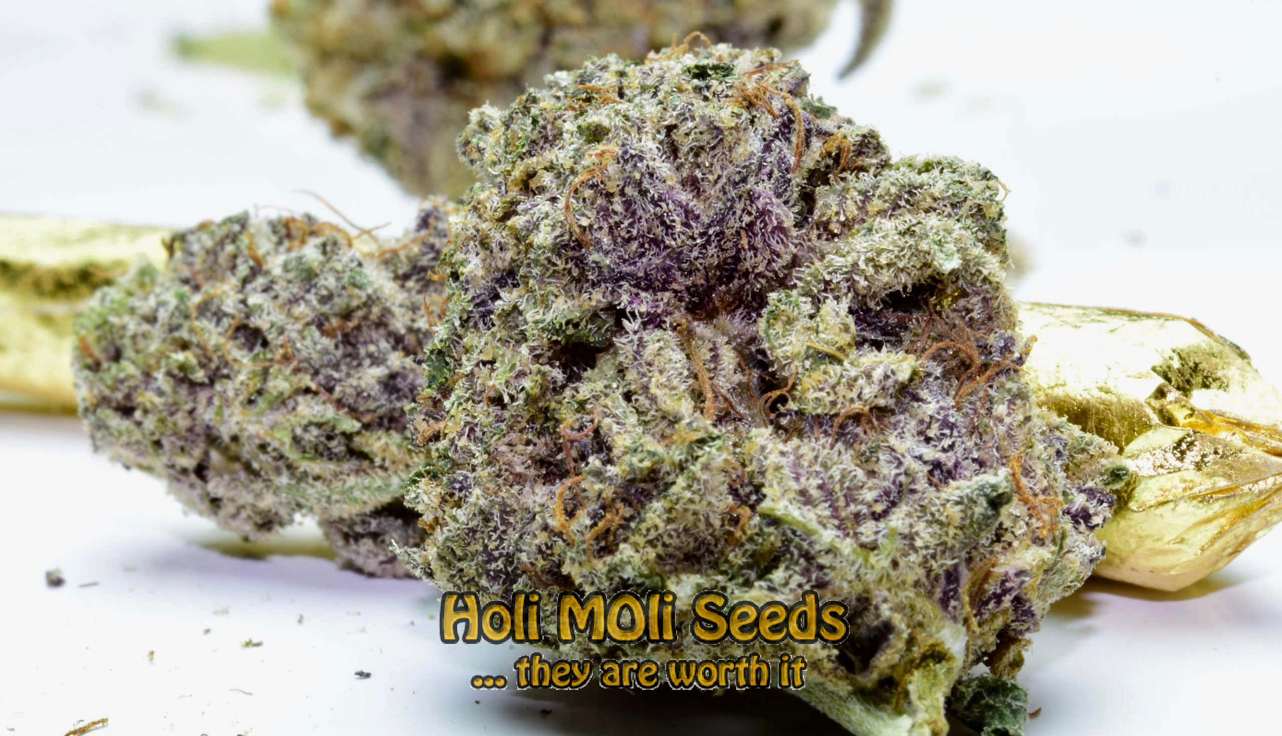 nicoles kush cannabis pics