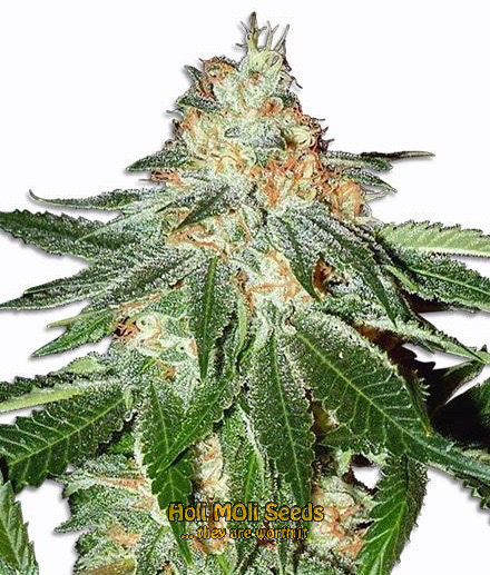 nicoles kush cannabis pics