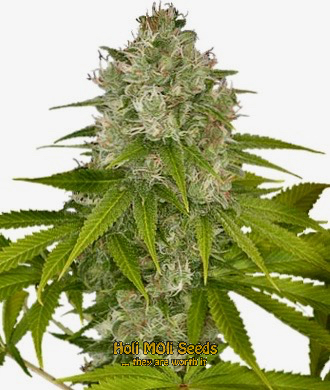 nicoles kush cannabis pics