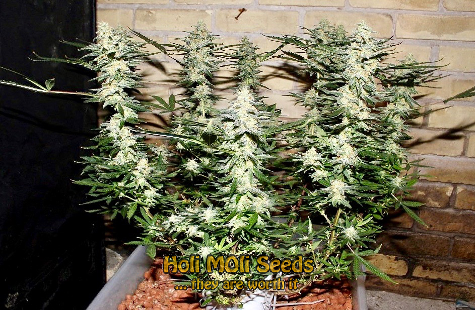 northern lights x big bud cannabis pics