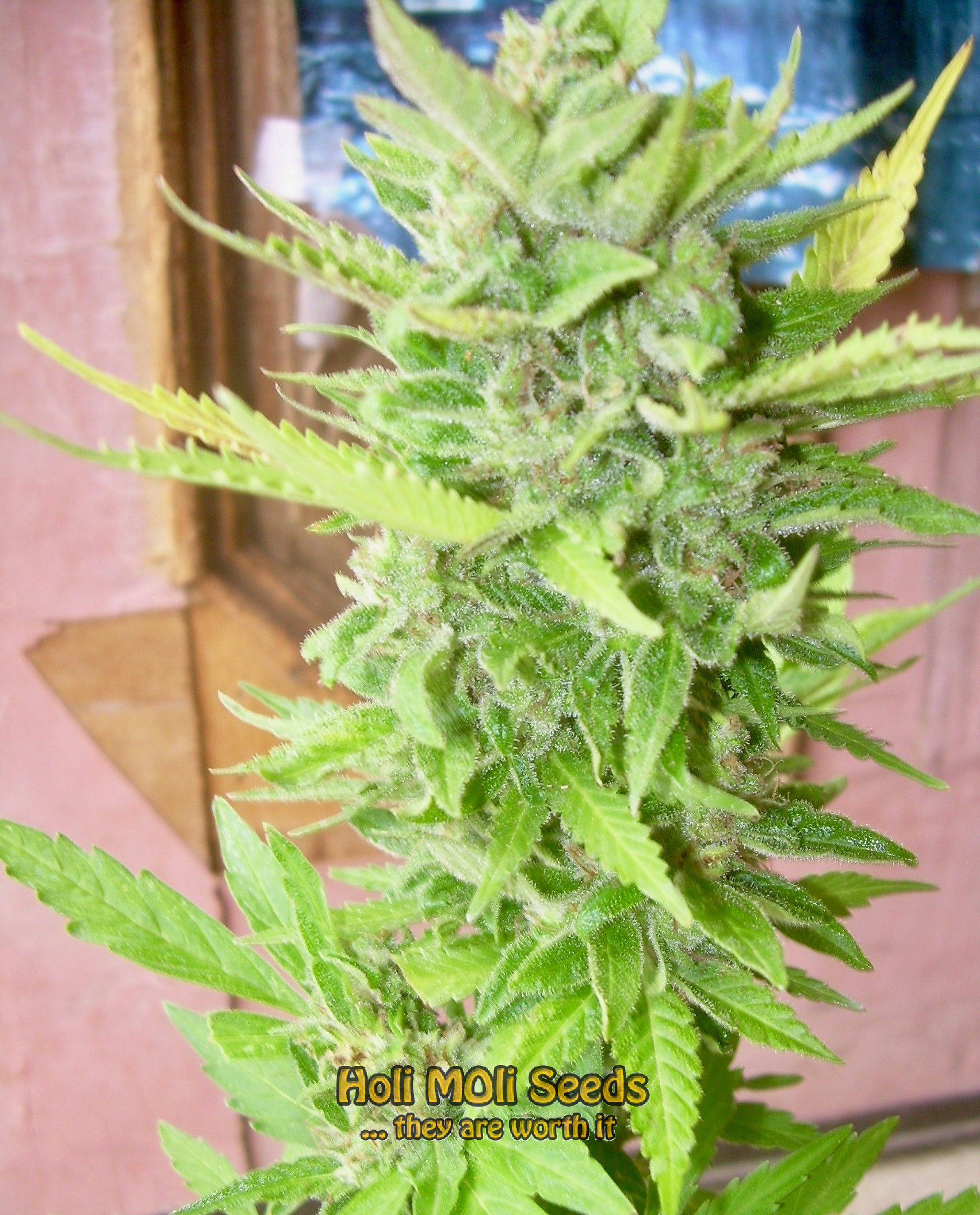 northern lights x big bud cannabis pics