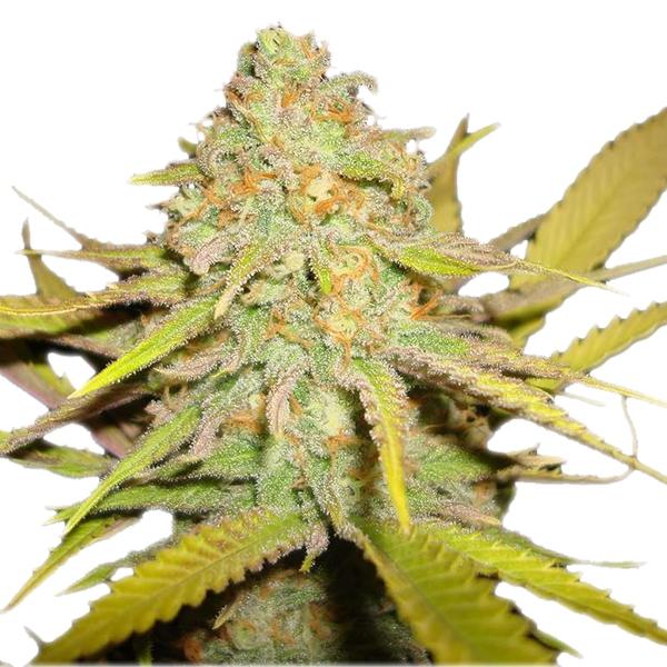 OG Kush Autoflower Pics - Marijuana, Photo Gallery