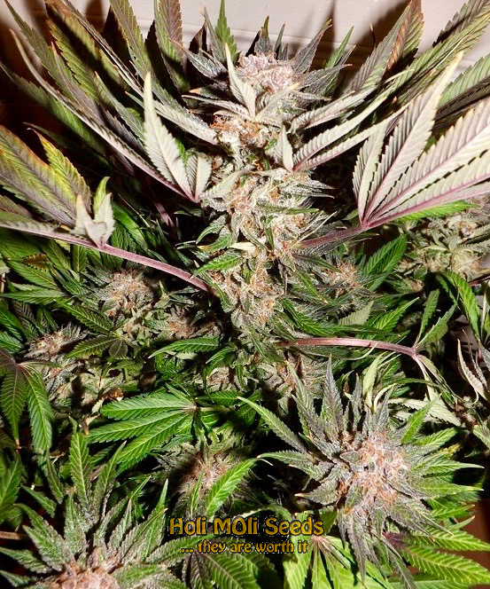 orange bud cannabis pics