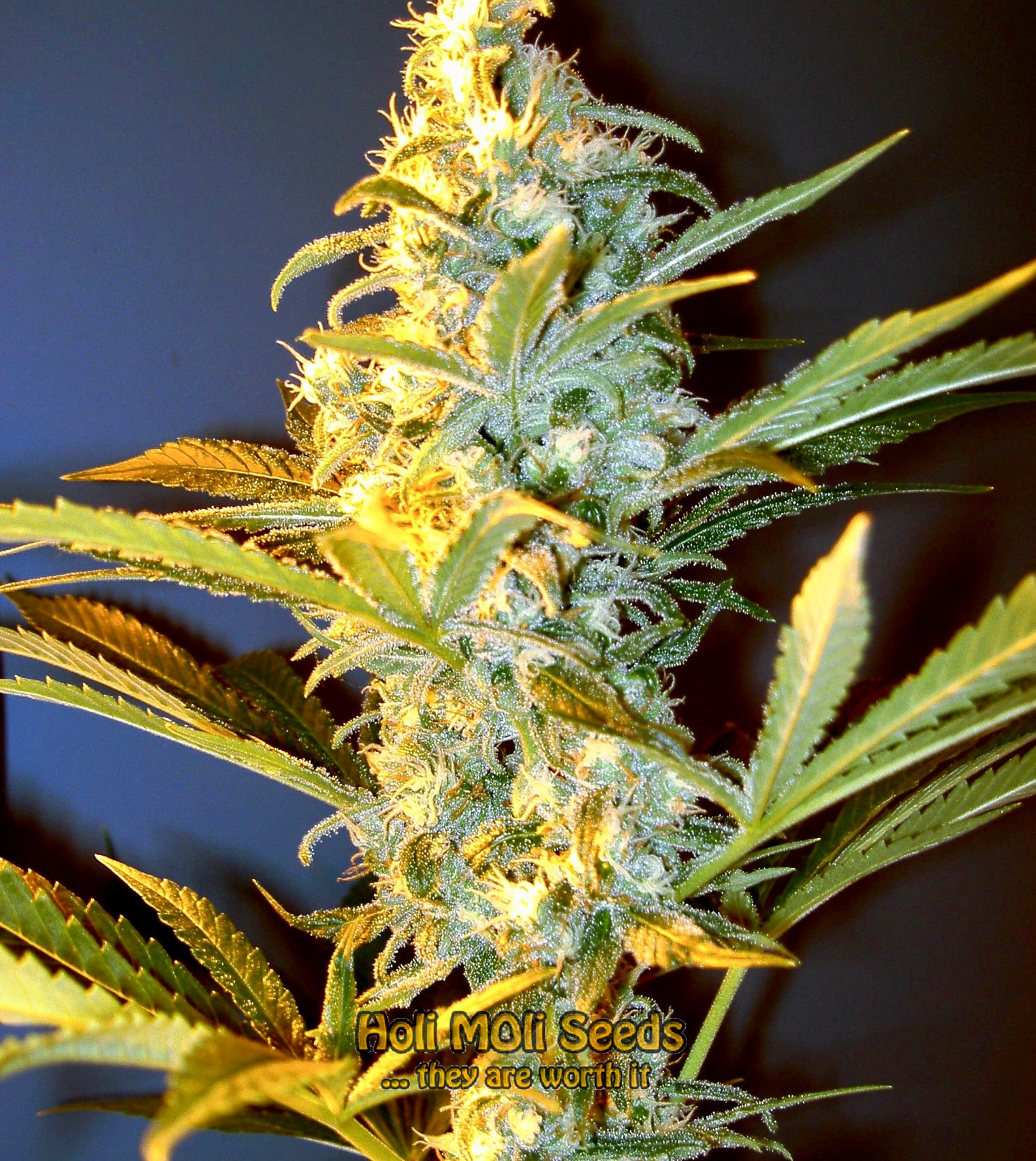 orange bud cannabis pics