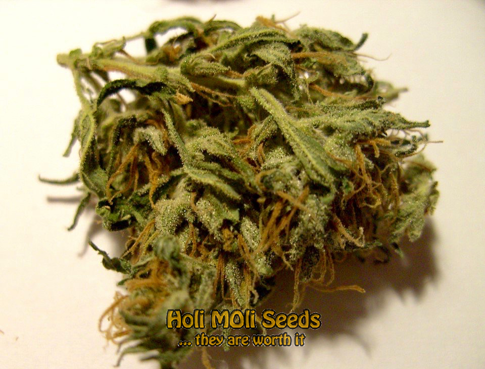 orange bud cannabis pics