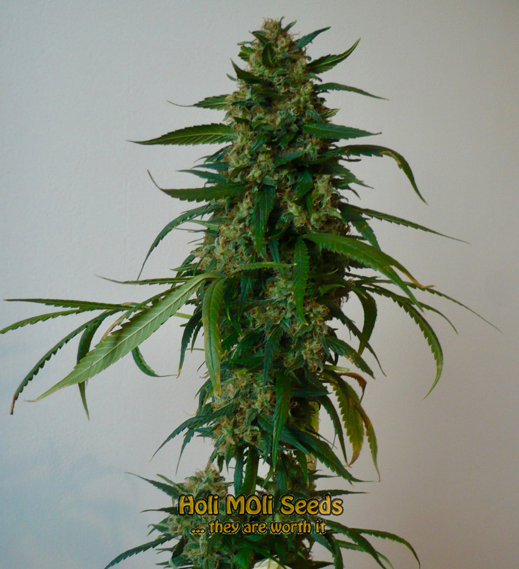 orange skunk cannabis pics