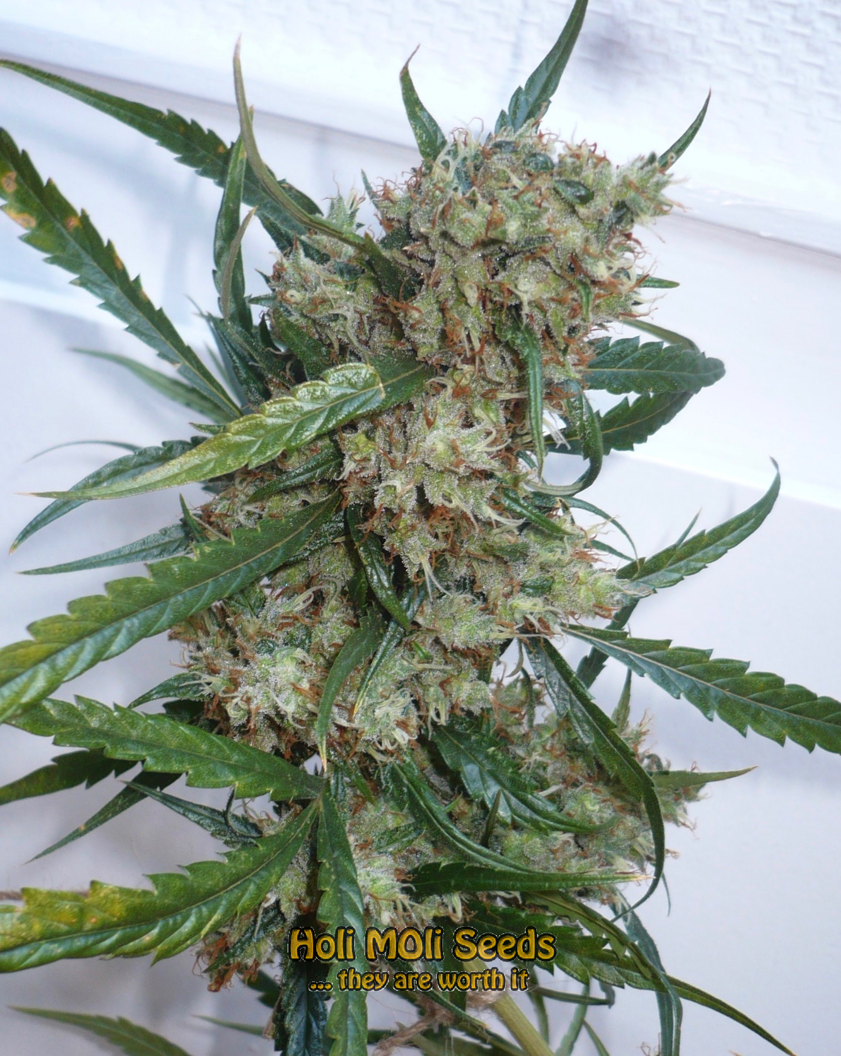 orange skunk cannabis pics