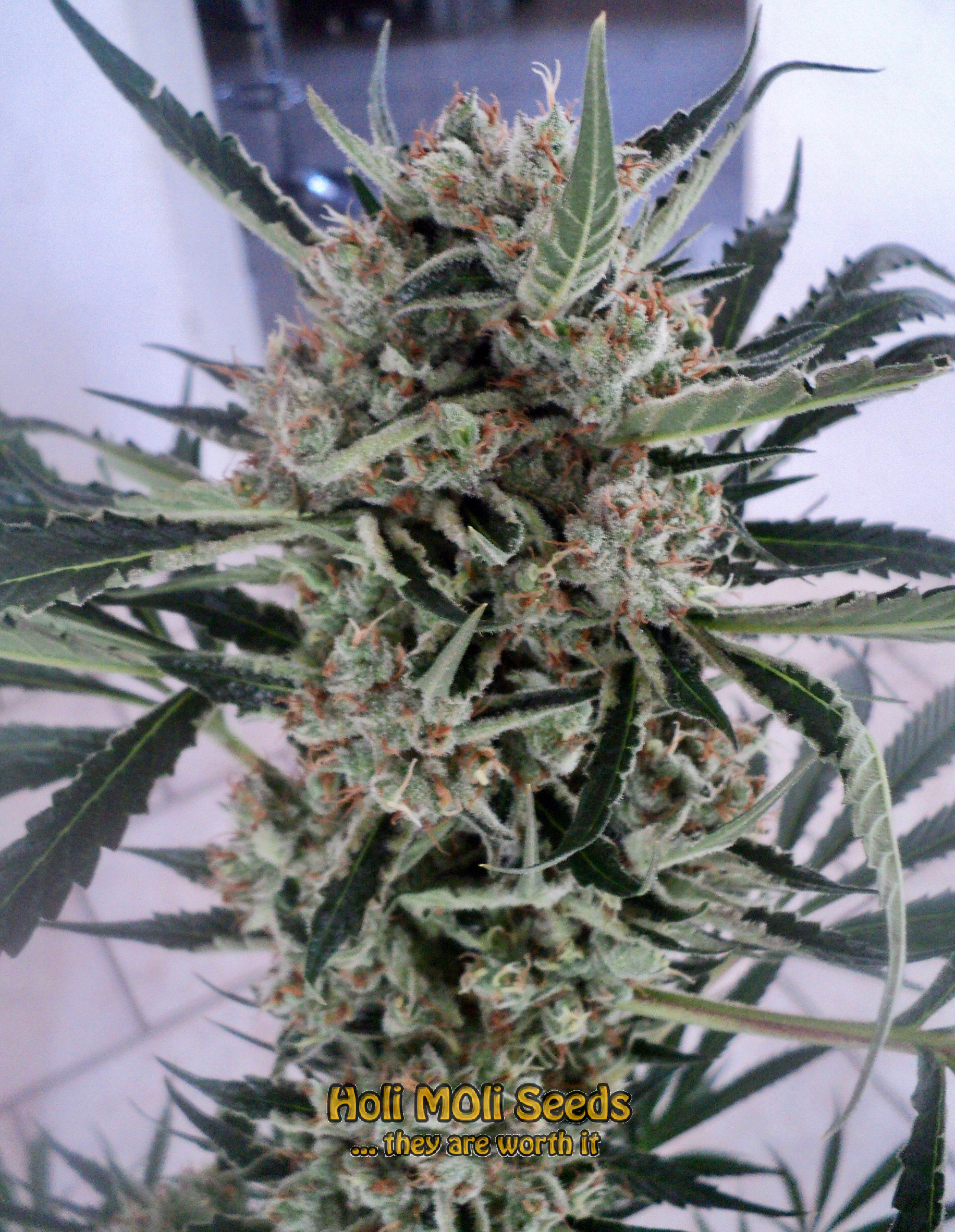 orange skunk cannabis pics