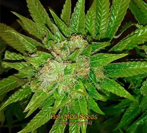 orange velvet cinderella 99 cannabis pics