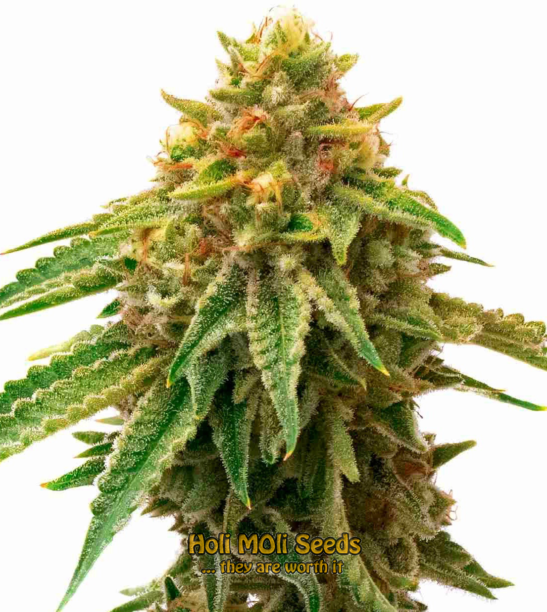 acdc cannabis pics