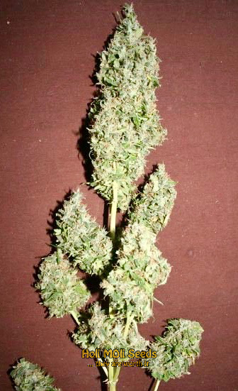 oregon underdawg cannabis pics