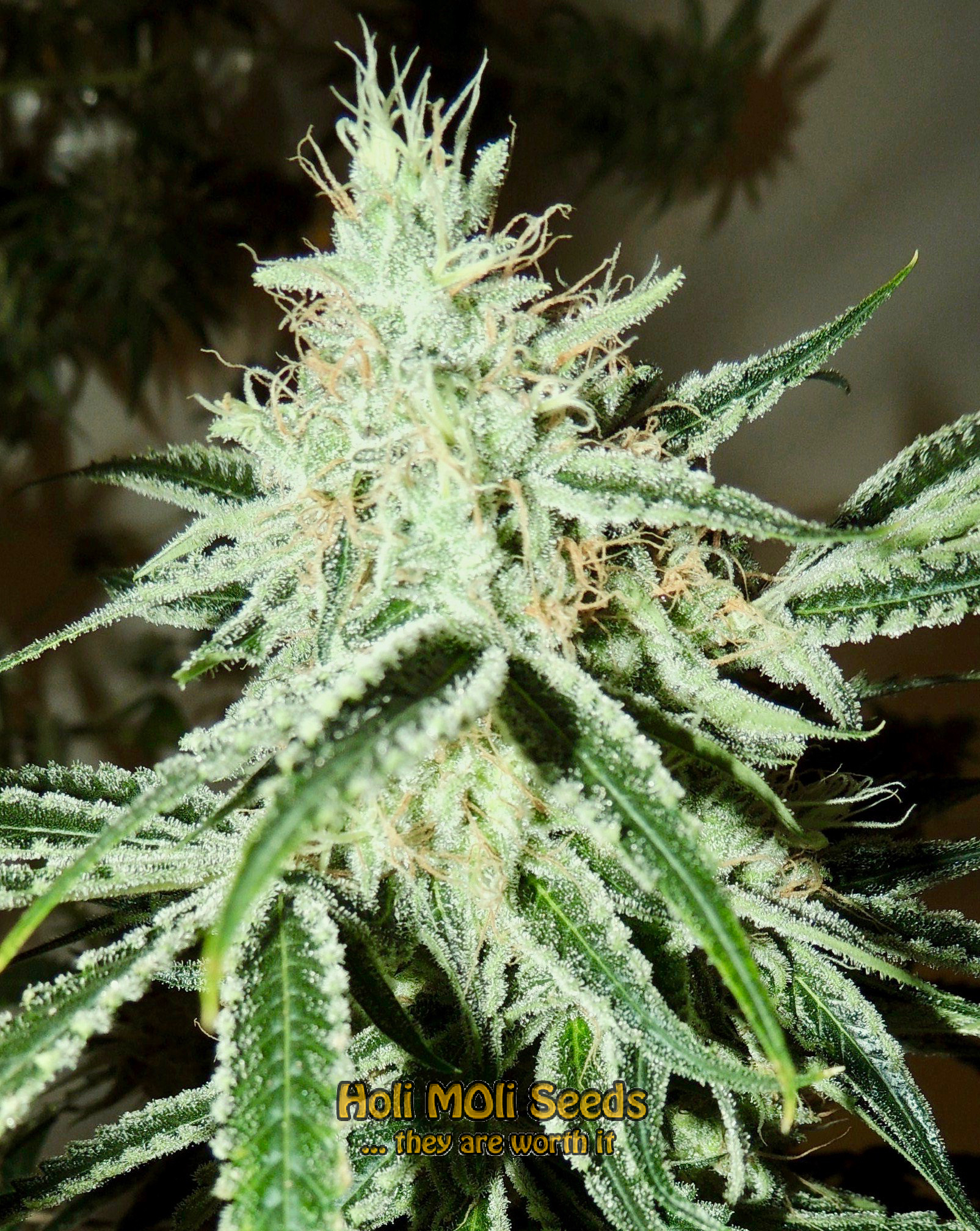 original lemon pie cannabis pics