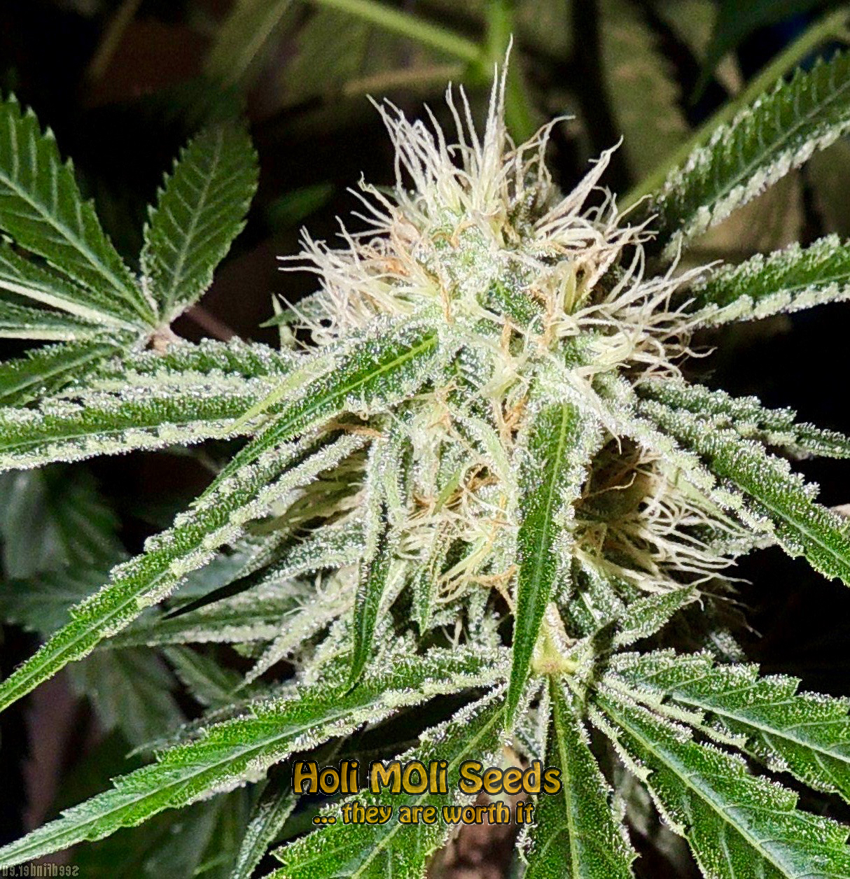 original lemon pie cannabis pics