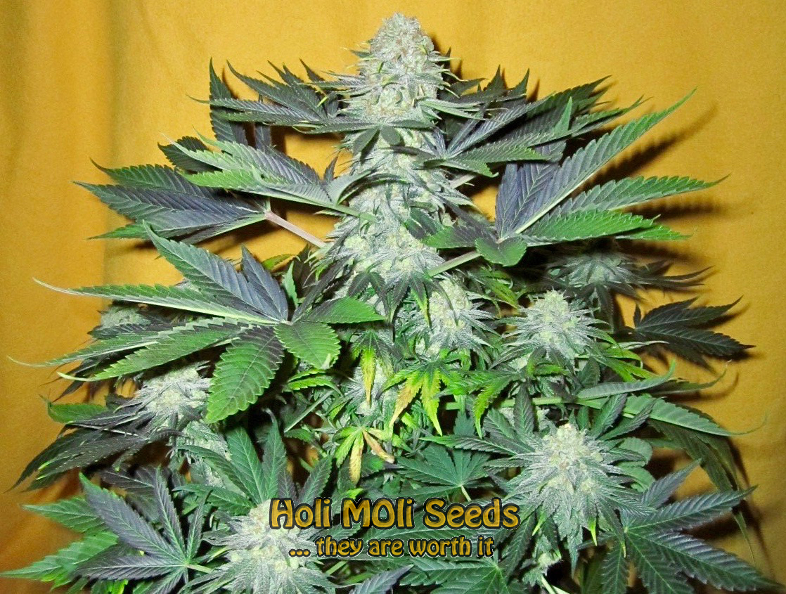 papaya cannabis pics