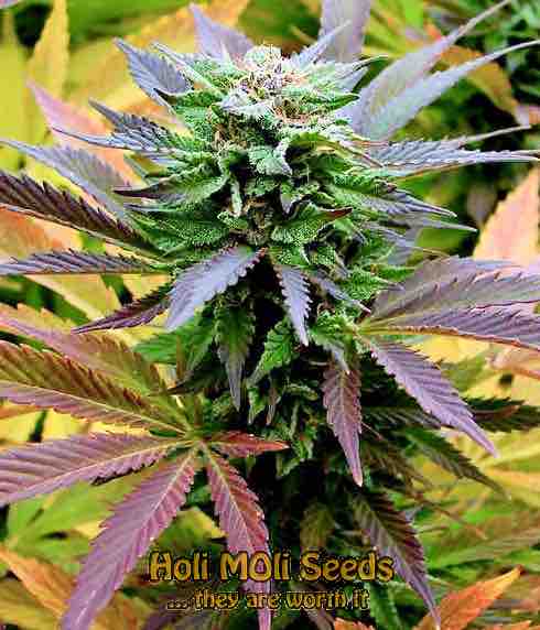 passion fruit cannabis pics