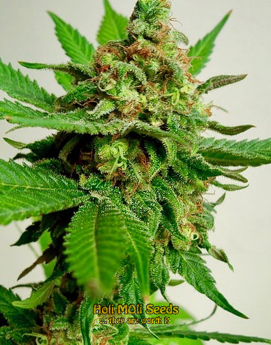 peanut butter breath cannabis pics