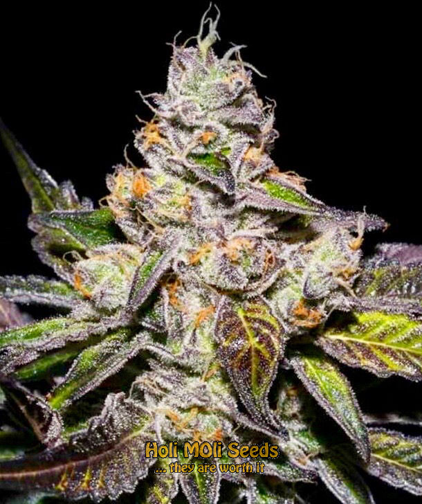 peanut butter breath cannabis pics