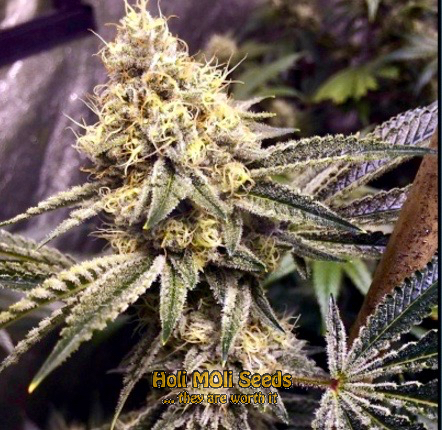 peyote cookies cannabis pics