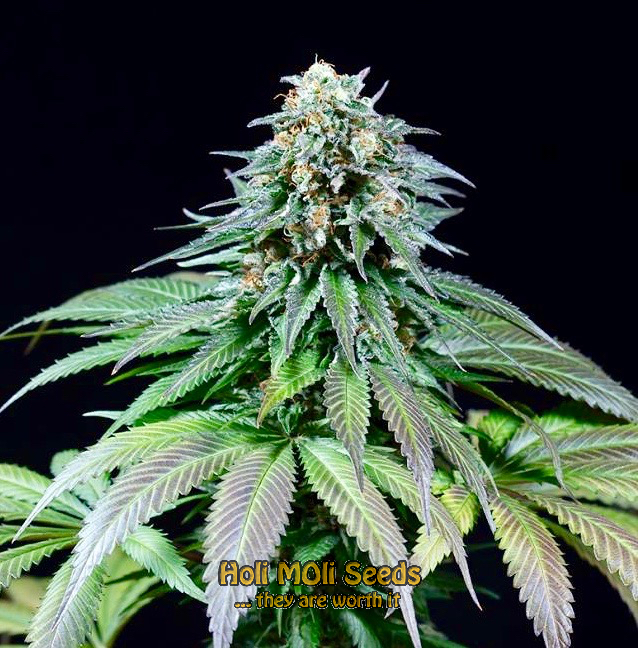 peyote cookies cannabis pics