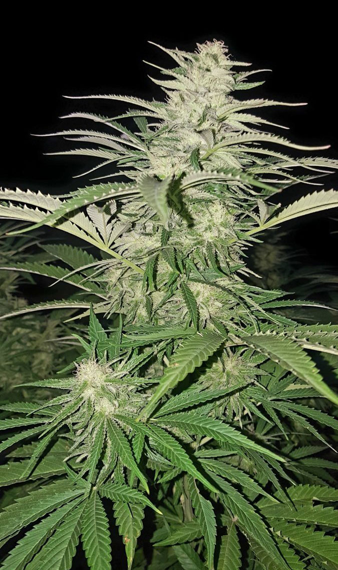 pineapple autoflower cannabis pics