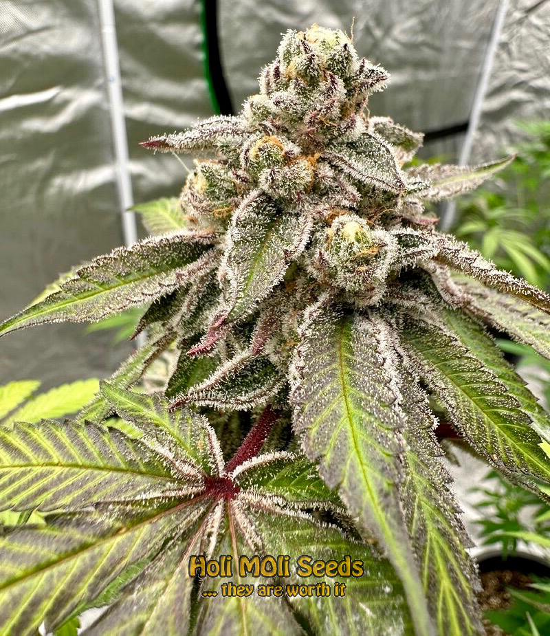 pineapple express cannabis pics