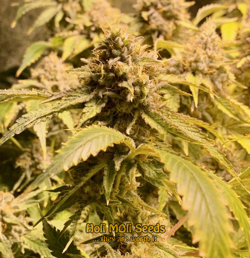 pineapple express cannabis pics