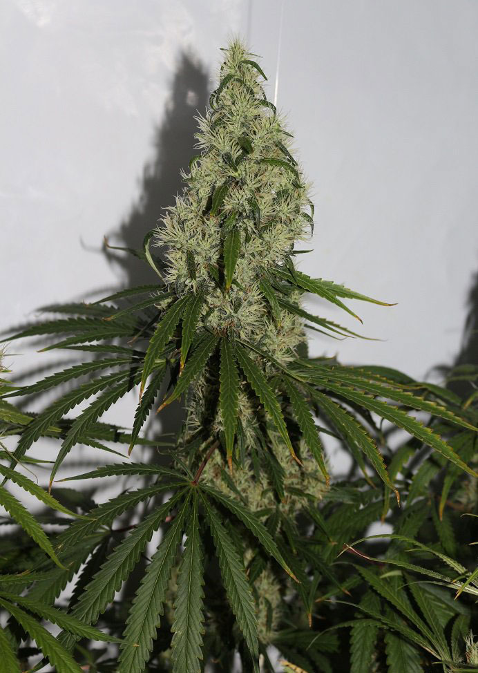 pineapple haze cannabis pics