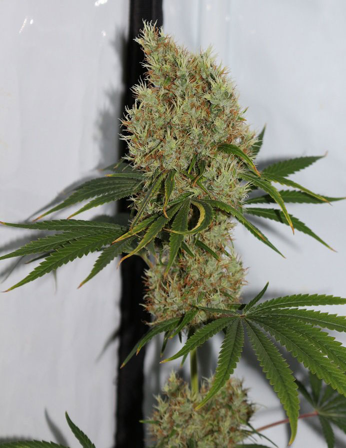 pineapple haze cannabis pics