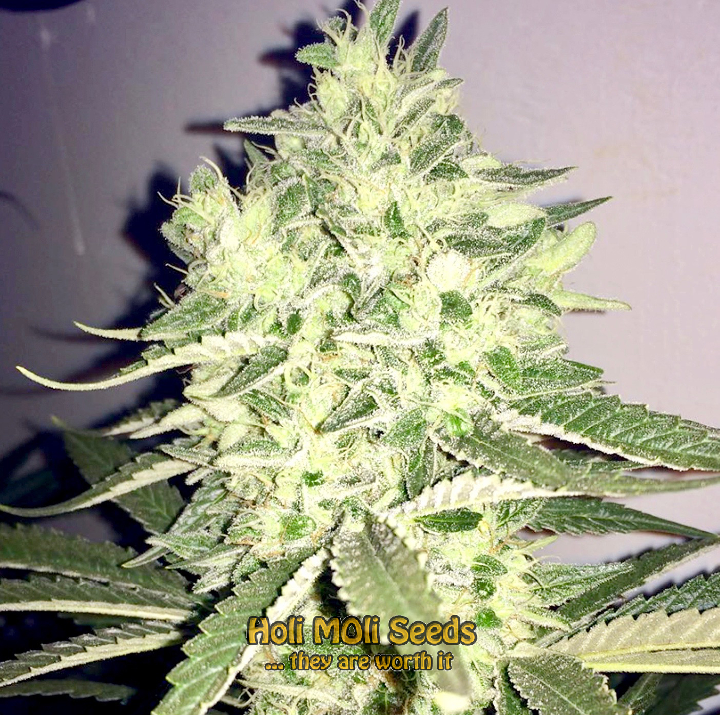 platinum bubba kush cannabis pics