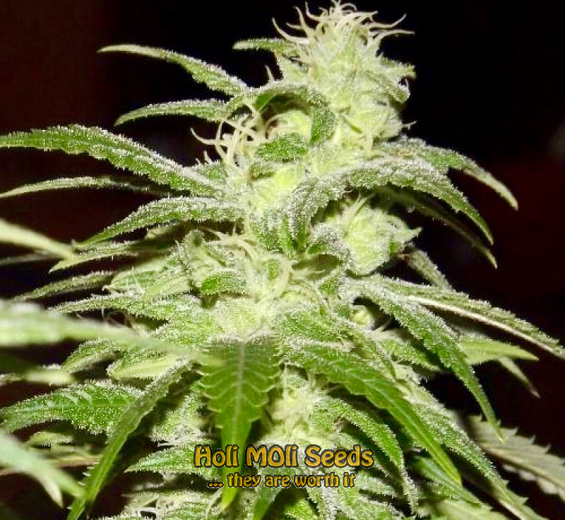 platinum bubba kush cannabis pics