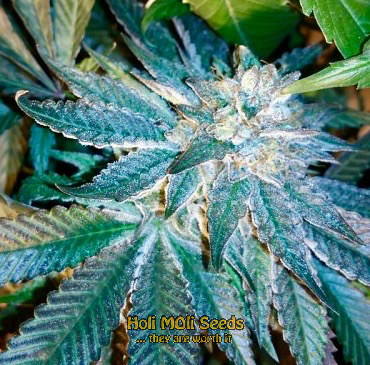 platinum bubba kush cannabis pics