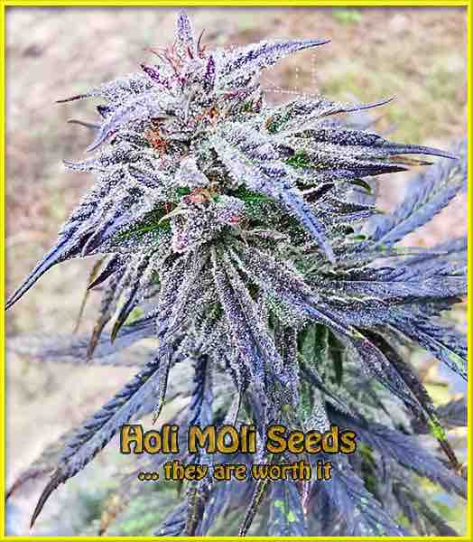 platinum bubba kush cannabis pics