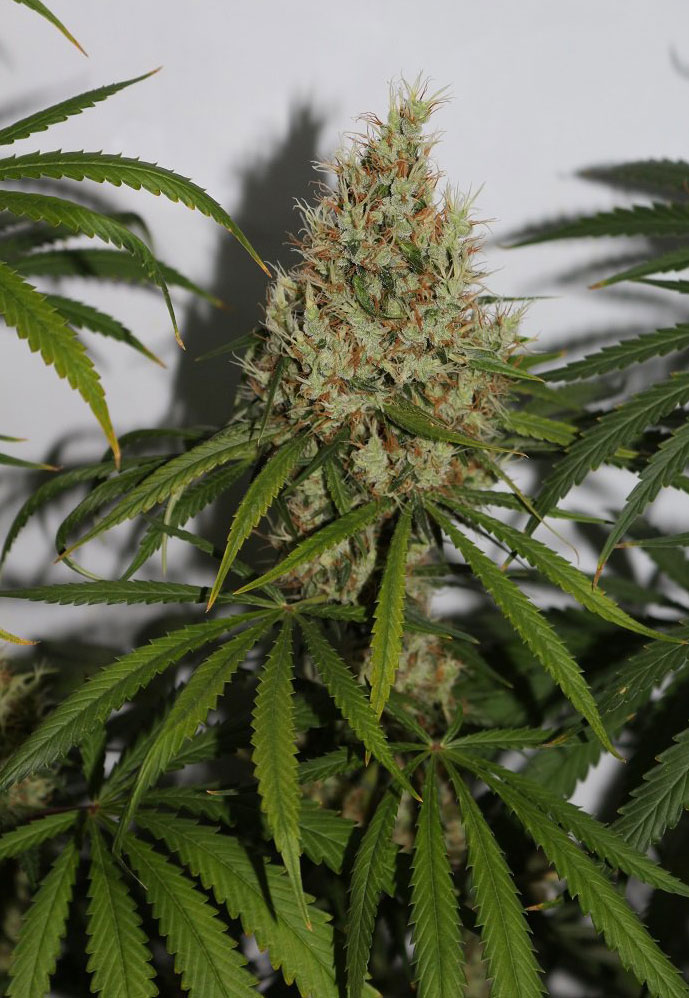 platinum cookies cannabis pics