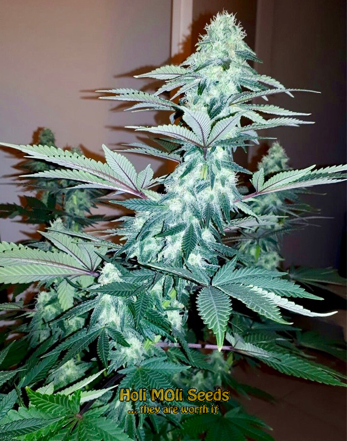 platinum og cannabis pics