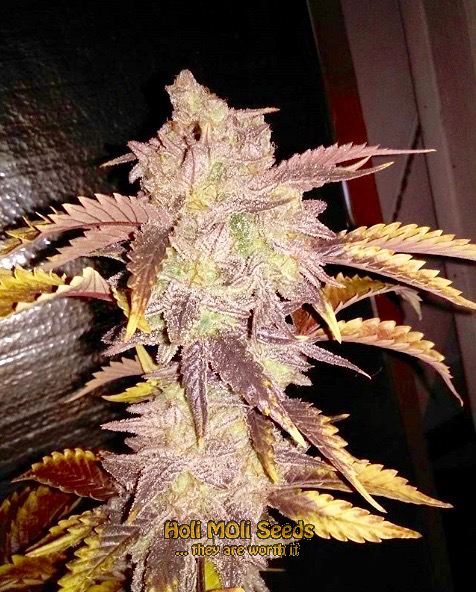 acdc cannabis pics