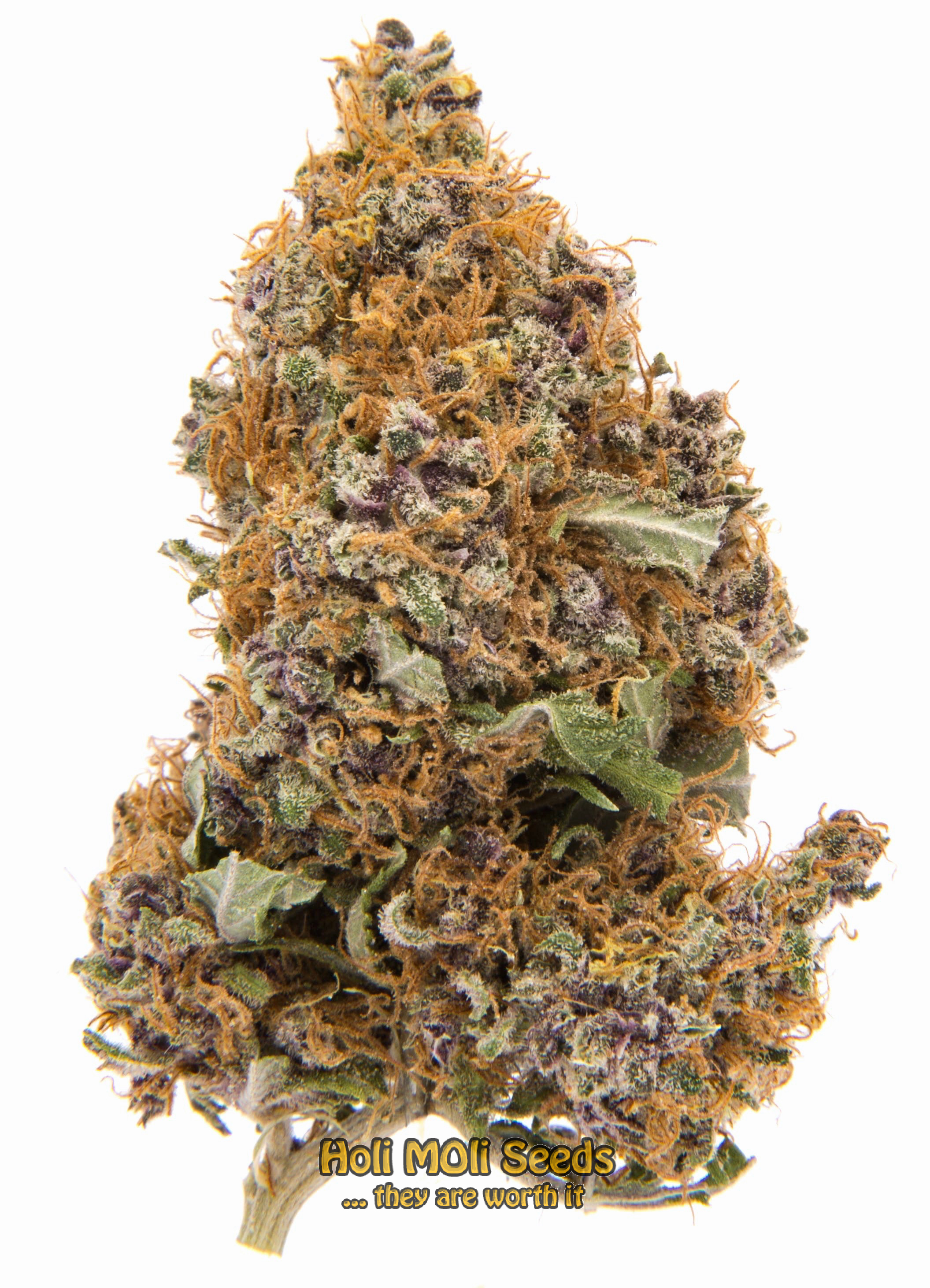 purple haze cannabis pics