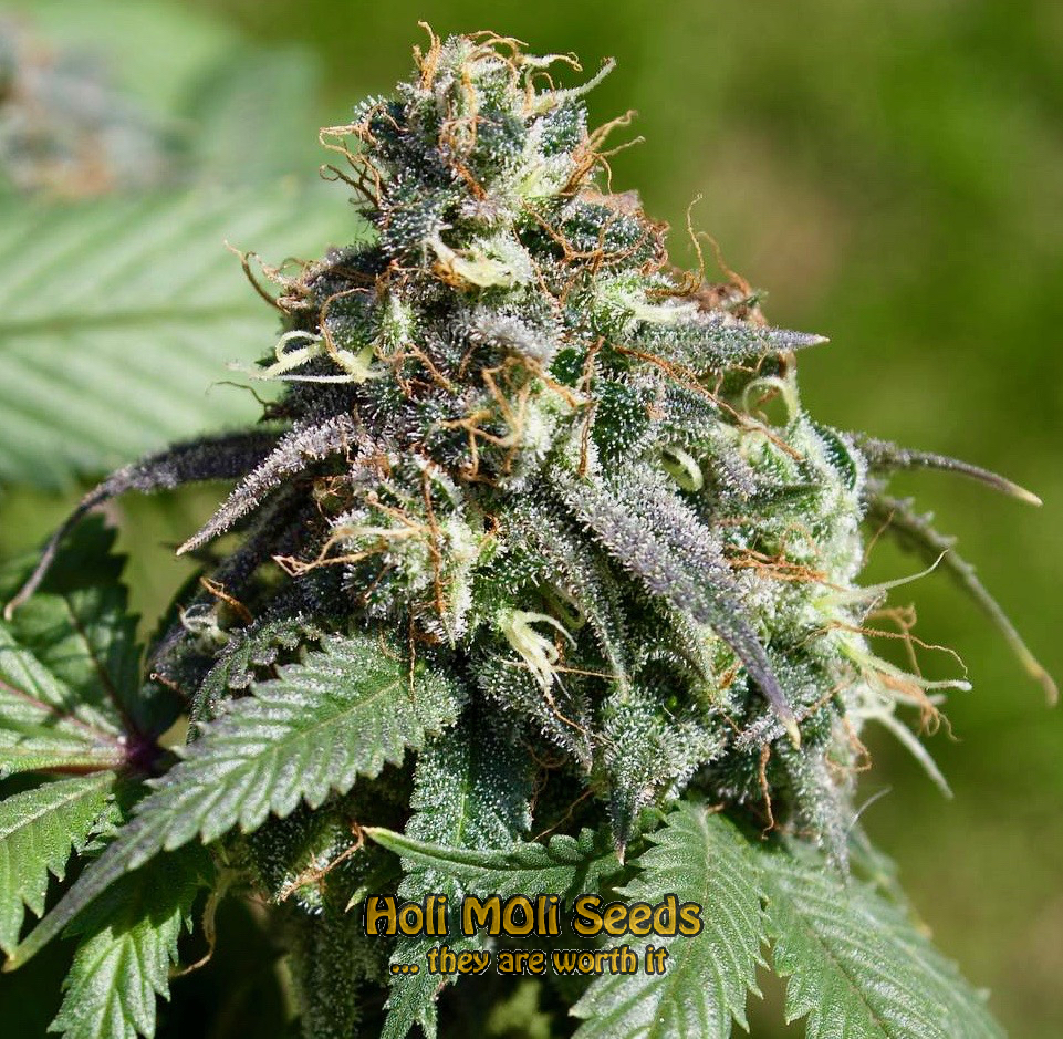 purple haze cannabis pics