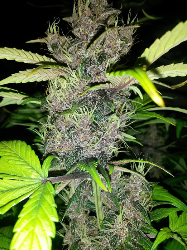 purple kush cannabis pics