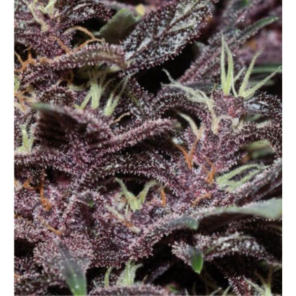 purple kush cannabis pics