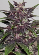 purple kush cannabis pics