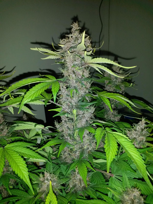 purple kush cannabis pics