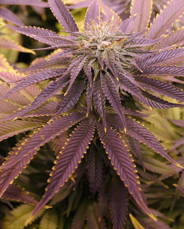 purple kush cannabis pics