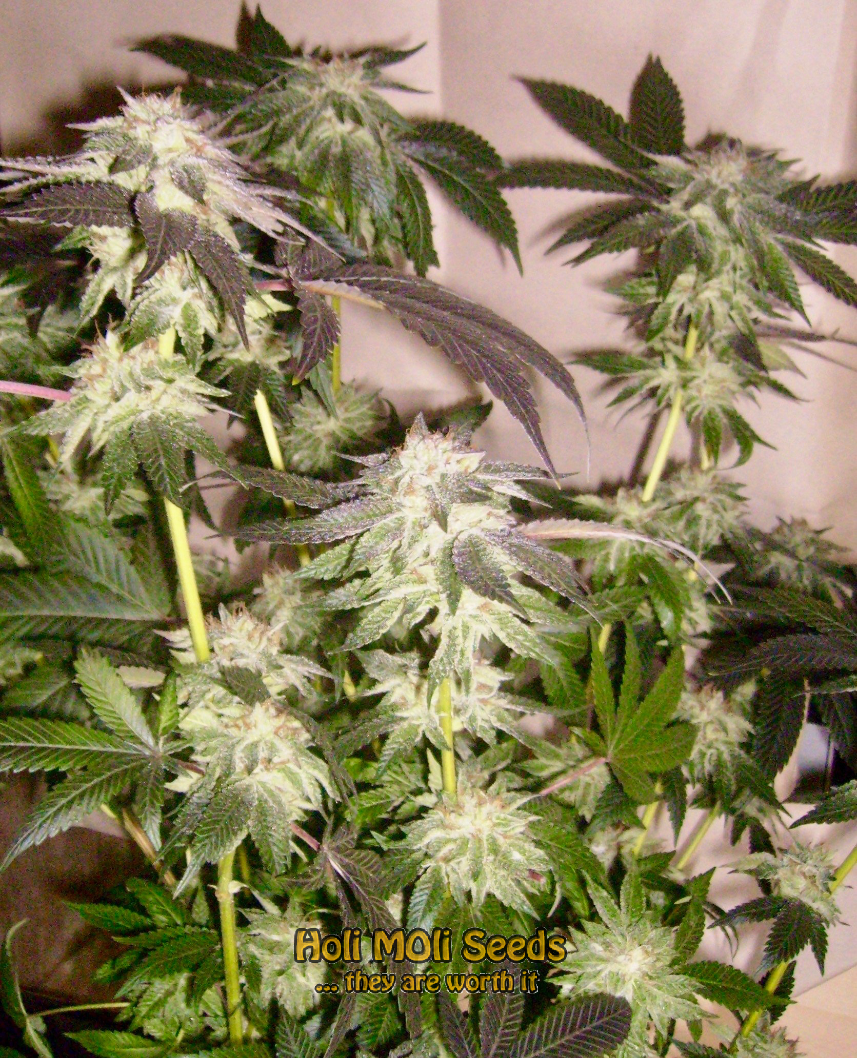 purple star killer cannabis pics